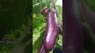 Terong-Ku Tahan Lama Besar Dan Panjang Terong-Mu