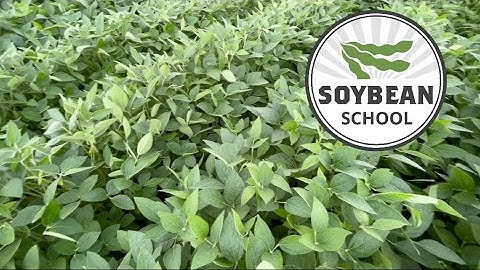 Soybean School: 100 bushels and the sulphur connection