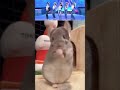 足が上がらないんだけども🐹🤣 #chinchilla #チンチラ