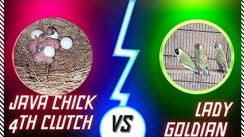 4th clutch java chick 🐣 days 2 #viral #birds #video #javasparrow