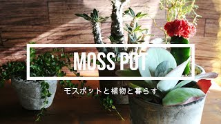 【チャーム】グリーン映える! お洒落な植木鉢 モスポット mosspot flowerpot