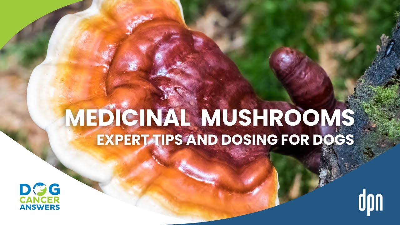 Can Dogs Eat Mushrooms? Expert Tips Plus Dosing! | Dr. Robert Silver Can Dogs Eat Mushrooms? Expert Tips Plus Dosing! | Dr. Robert Silver