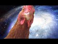 全てを理解してしまったニワトリ【鶏飼育】#84