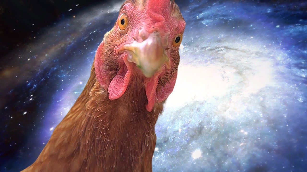 全てを理解してしまったニワトリ【鶏飼育】#84 - YouTube