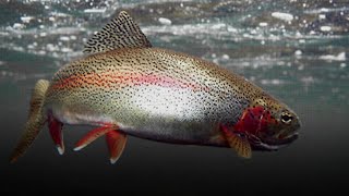 Trout | Salmon Like Flesh by Livestock Breeds 845 views 11 months ago 4 minutes, 39 seconds