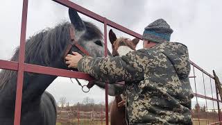 Конюшня, уборка, стоимость постройки конюшни.