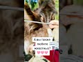 А вы также любите животных?