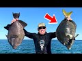 HUGE *Mystery Fish* CC&C BlueGabe Style in MEXICO!