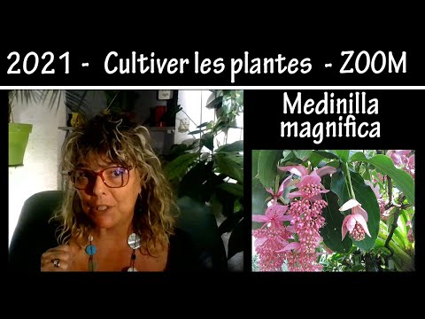 Vidéo: Propagation des graines de Medinilla - Comment et quand planter des graines de Medinilla