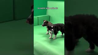 How to work with animals and animal trainers in the movie TV and production industry by Pets on Q 41 views 1 year ago 2 minutes, 7 seconds