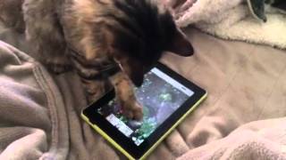Kitten finds Koi in his "Pocket Pond"! screenshot 4