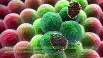 IL 9 and IL 9 producing cells in tumor immunity