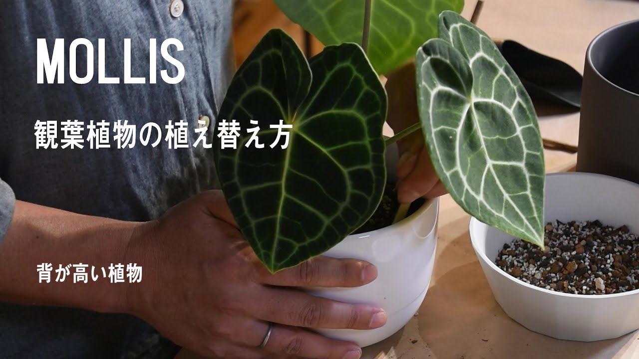 Mollis 背が高い観葉植物の植え替え方 Youtube