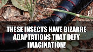5 Strange Insect Adaptations You Won't Believe #shorts