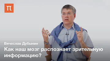 В каком отделе головного мозга находятся центры зрения и слуха