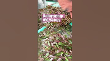 Cây Dòi thân tím- cây bọ mắm hổ trợ lao phổi tuyệt vời!!!#covid19 #baotuyenshop #viemphoi #xuhướng