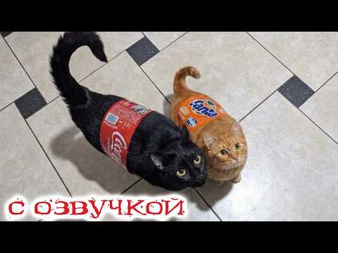 Приколы с котами! С ОЗВУЧКОЙ! СМЕШНЫЕ КОТЫ! Самые смешные животные!!