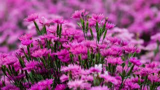 Relaxing music with flower fields