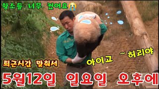 에버랜드 판다월드 2024년 5월 12일 일요일 퇴근시간 ☆강바오님 허리 아프잖아요 🤣두 황소들 엄청 크더라구요 by panda stick 월드 28,057 views 4 days ago 8 minutes, 9 seconds