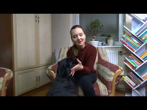 Videó: Mi A Kutyák Terhességi Ideje?