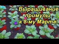 Примула к 8-му Марта! Технология выращивания.