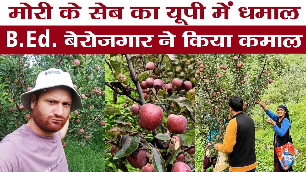 UP में छाया Uttarakhand के मोरी का सेब।B.Ed बेरोजगार युवा का कमाल। Apple Farming Mori।Ramesh Bhatt