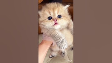 confused cat 😂🐈😺❤️ #like #catvideos #subscribe #cutecat #shorts #laugh #kitten #catvideos #cat