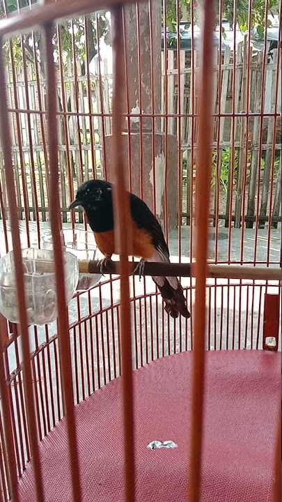 murai batu serak hilang suara 😭 apakah bisa sembuh !!??