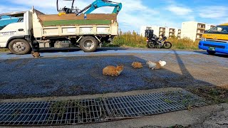 バイクで走っていたら道の真ん中で堂々と行われる猫の集会に遭遇したので止まってナデナデしてきた