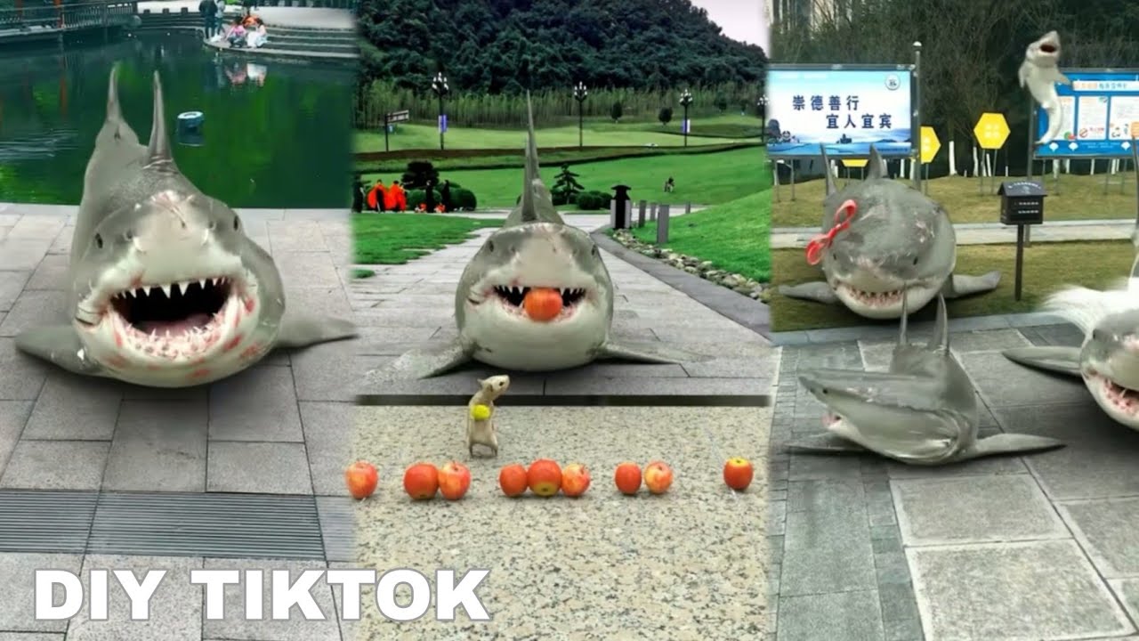 The best video diy tiktok with fish on land funny video animal top