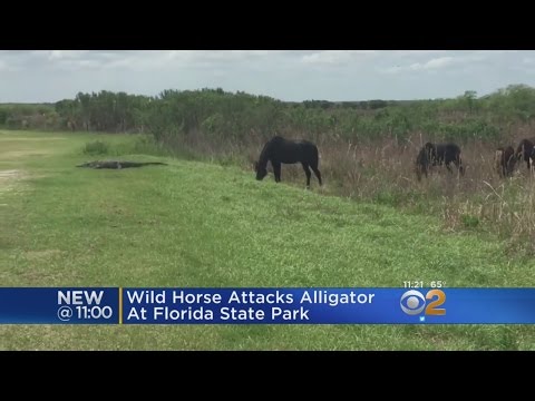 Wild Horse Attacks Alligator At Florida State Park