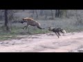 Wild Dogs Chase Hyena and Make Two Kills