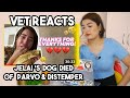 Vet Student reacts to Chicken (@Jelai Andres Dog) + PARVO and DISTEMPER FACTS