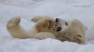 足をくわえて遊ぶホッキョクグマのこぐま~Polar Bear cub is playing