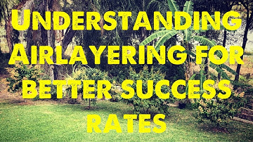 Understanding air layering so you don’t make these common mistakes. #permaculturelife