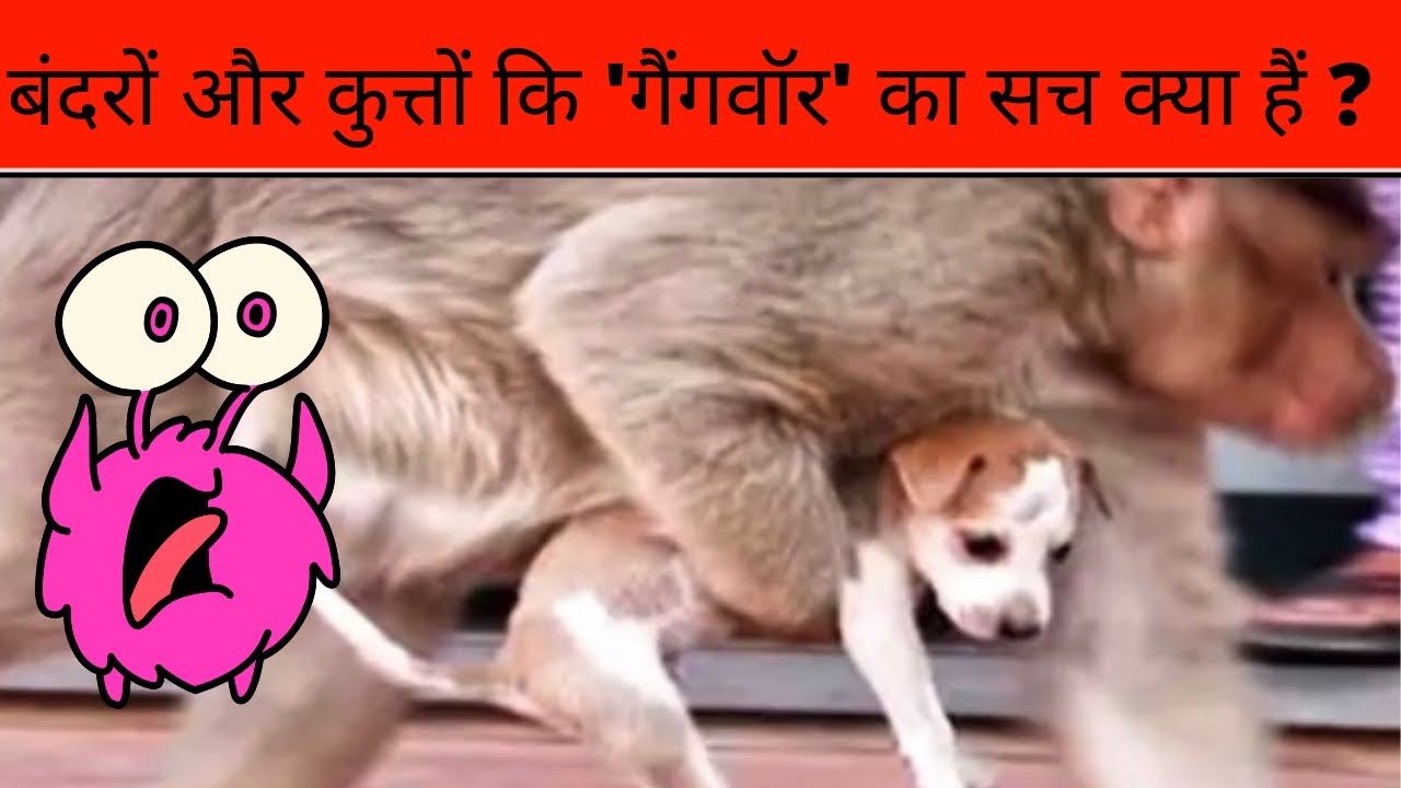 Monkey vs Dog Gangwar between monkeys and street dogs in Maharashtra