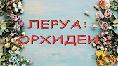 Орхидеи,узамба́рские фиалки,Самара🌺