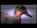 ʬ Ducks : Documentary on the Mysteries of Ducks (Full Documentary) YouTube