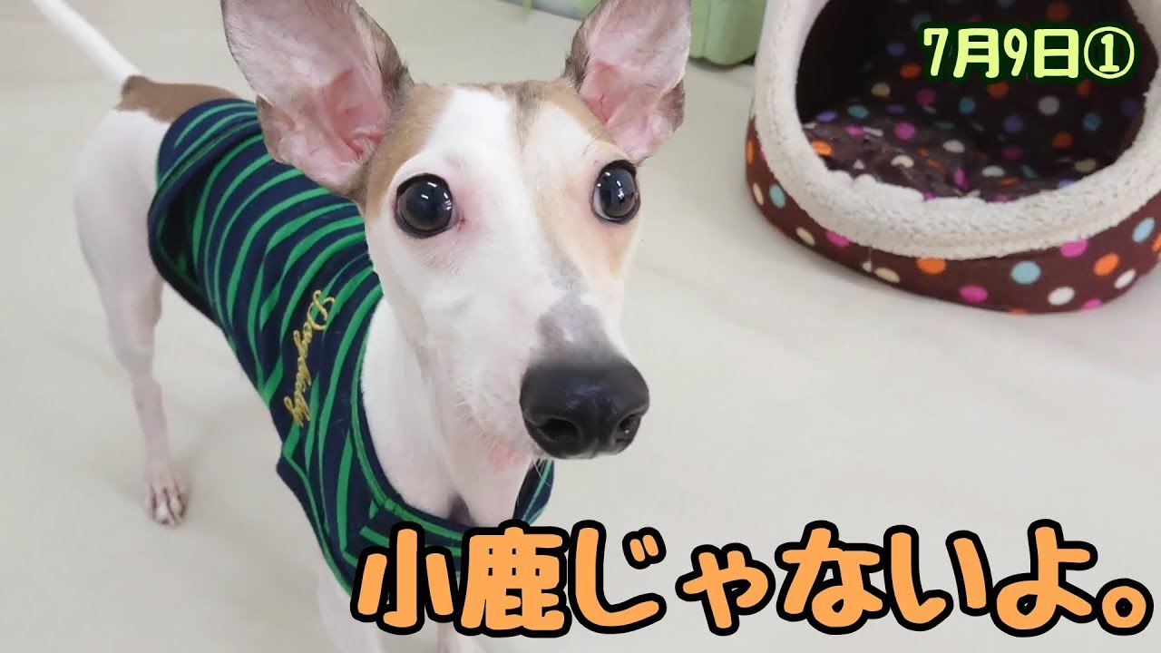 小鹿じゃないよ イタグレ ミニピンのミックスだよ ひみつきちなう 18年7月9日 Youtube