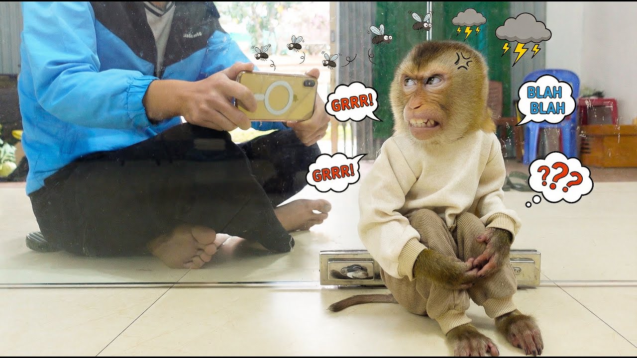 Cameraman is Late! Pupu the Monkey Locks Him Out