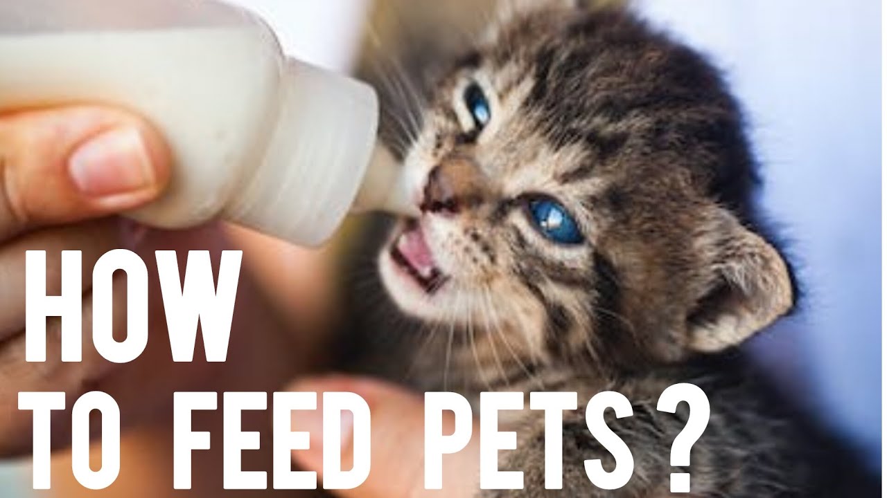 Feeding of Animals. How to feed petsProper Method of Feeding Pet
