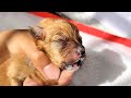 Newborn puppies in trash bin,crying in pain,woman brought them home regardless of husband objections