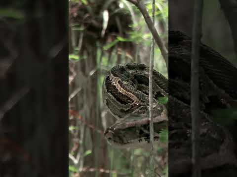 SUPER ANGRY Python Lunges at Tess | Swamp People: Serpent Invasion | #Shorts