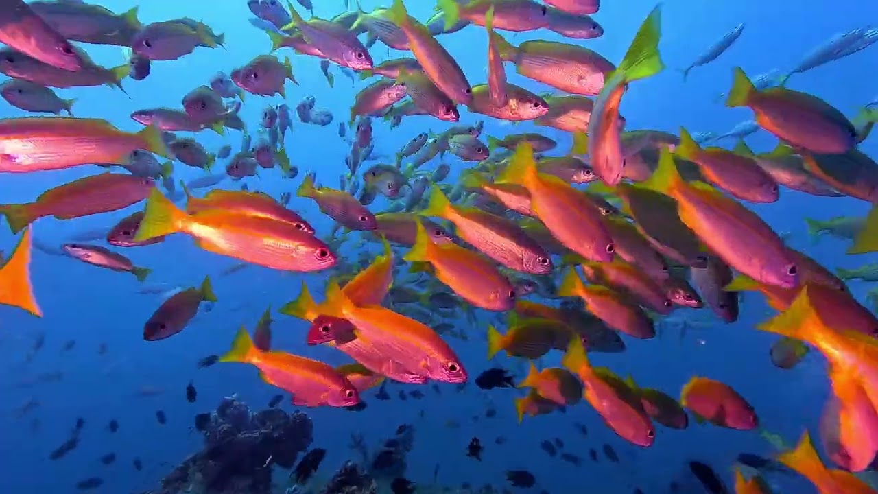 MITSIO wreck - BEST Nosy Be avec MADA SCUBA - Plongée SpiritDiver