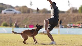 Rising sun cup dog frisbee competition, israel 2022