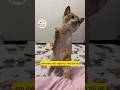 Em pet nghị lực #cat #pets