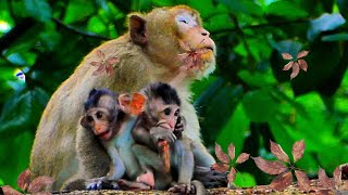 Oh! looks , the  monkey mom is looking at the beautiful nature that  surround it .