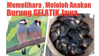 Cara merawat dan Meloloh Anak Burung Gelatik Belong Gelatik Jawa.