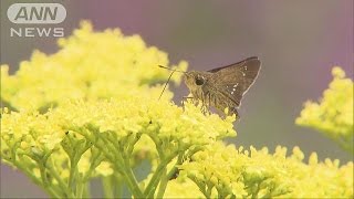 夏と秋の花が同時に見ごろ　季節またいだ競演(15/08/30)