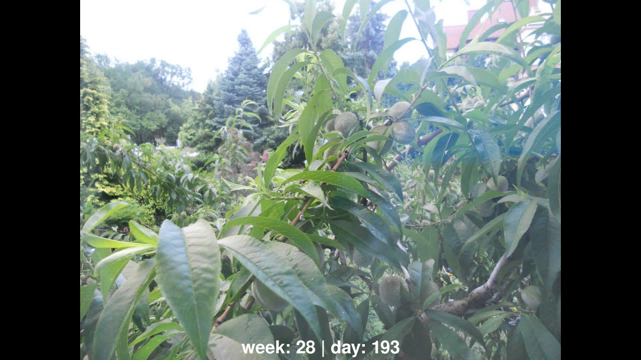 Time lapse: Peach tree (April 2nd--Dec 11th)